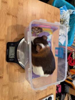 Rescue Guinea Pig Guinea Pigs for Adoption in Santa Cruz, California - Morgan And Marcel | PetCurious